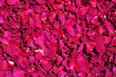Background from red roses Stock Photos