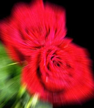 Background Red Roses. Stock Photos