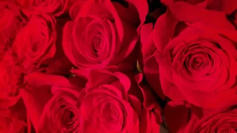 Background of red roses Stock Photos