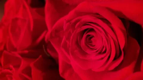 Background of red roses Stock Photos