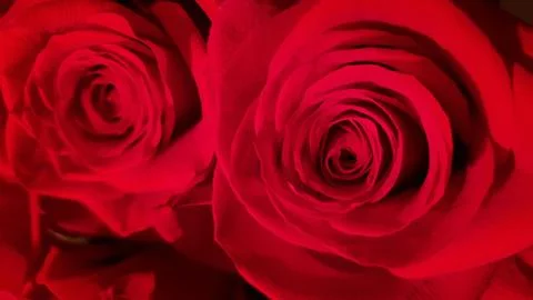 Background of red roses Stock Photos