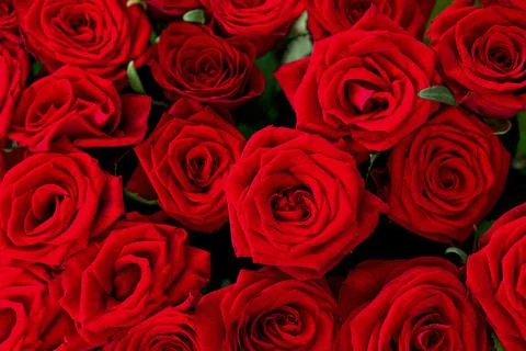 Background of red roses. Stock Photos