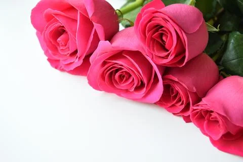 Background with red roses on a white background Stock Photos