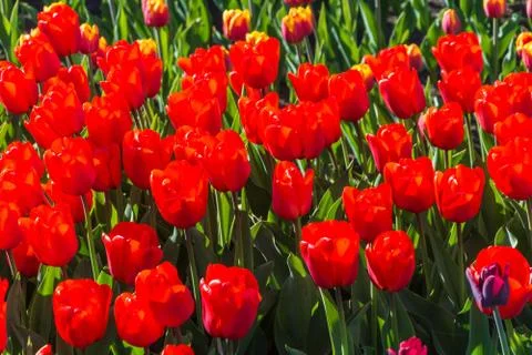 Background of red tulips. Stock Photos