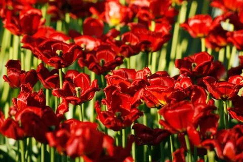 Background with red tulips Stock Photos