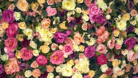 Background: red yellow and pink roses 스톡 동영상 79450856