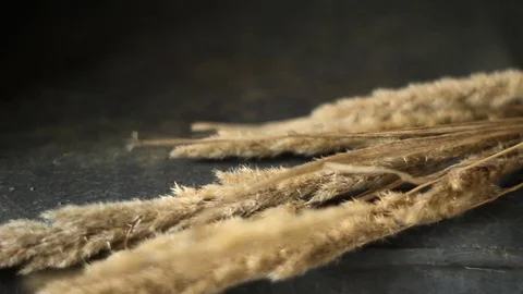 Background Reed lies on a stone Stock Footage 128541706