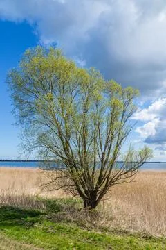 Background of reed with tree at backwater area in sunlight Stock Photos