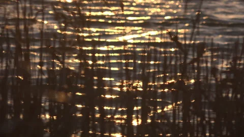 Background of reeds and sun reflecting off the water nature UK 4K Vídeos de archivo 143560430