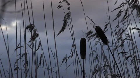 Background of reeds and sun reflecting off the water nature UK 4K Video stock 148457732