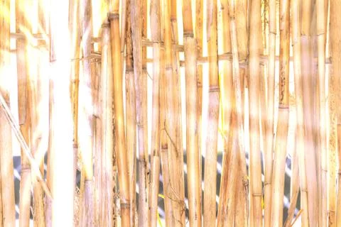 Background of reeds Stock Photos