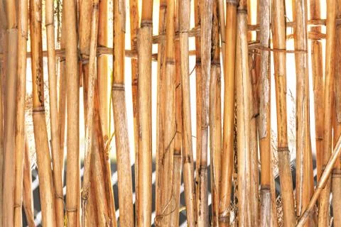 Background of reeds Stock Photos