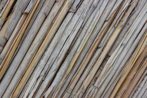 Background of reeds Stock Photos