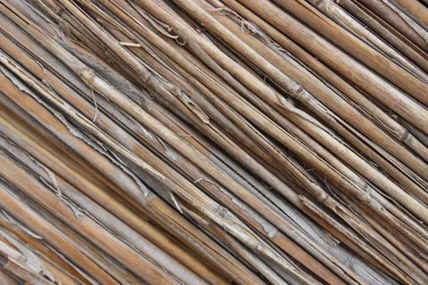 Background of reeds Stock Photos