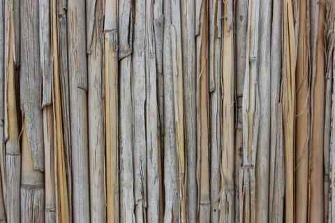 Background of reeds Stock Photos