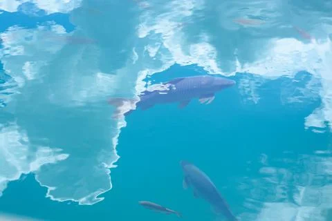 Background with reflection of clouds in the lake and swimming fish Stock Photos