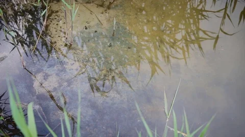 Background with reflection on the water Stock Footage 77283837