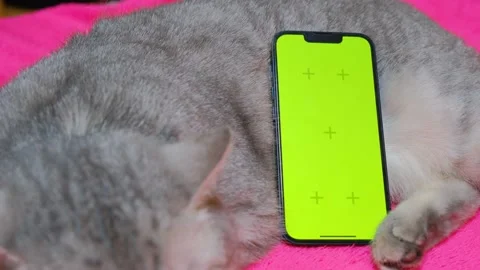 Background replacement for social networks. Cat and phone screen with Stock Footage 232022257