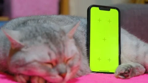 Background replacement for social networks. Cat and phone screen with Stock Footage 232420997