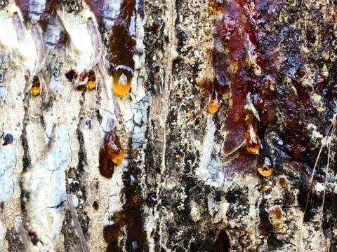 Background - resin on a pine. Stock Photos