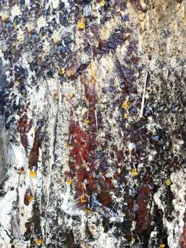Background - resin on a pine. Stock Photos