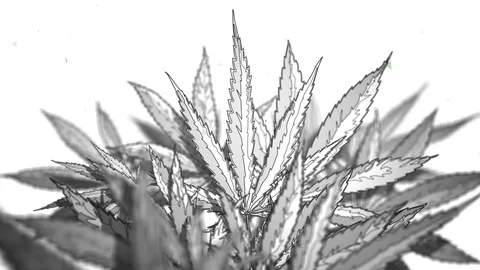 Background Reveals Cannabis Leaf - Minimal White Video stock 122003757