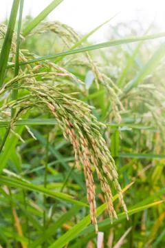 Background of Rice Field Stock Photos