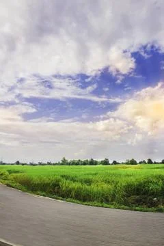 The background of rice fields and bright blue skies with clouds and with the  Stock Photos