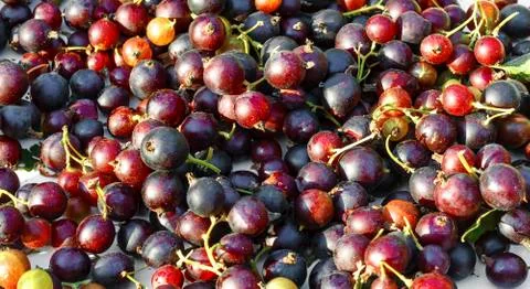 Background of ripe berries Stock Photos