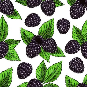 Background with ripe bramble Stock Illustration