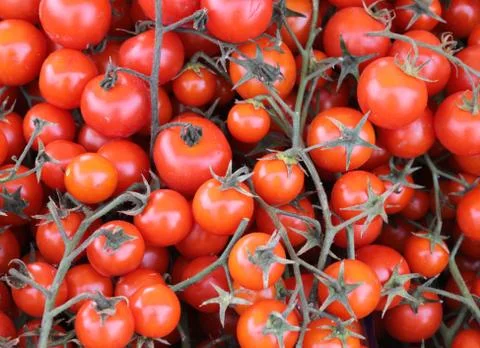 Background of ripe cherry type tomatoes grown in Sicily on the slopes of the  Фото