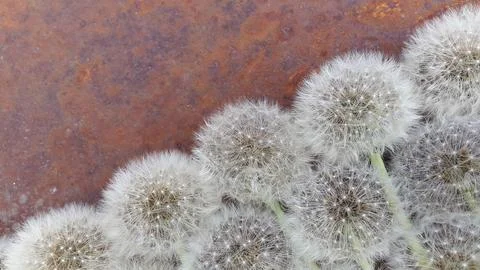 Background from ripe dandelions. Dandelions. Fluffy dandelion seeds Stock Photos