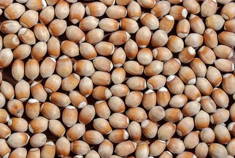 Background of ripe hazelnuts Stock Photos