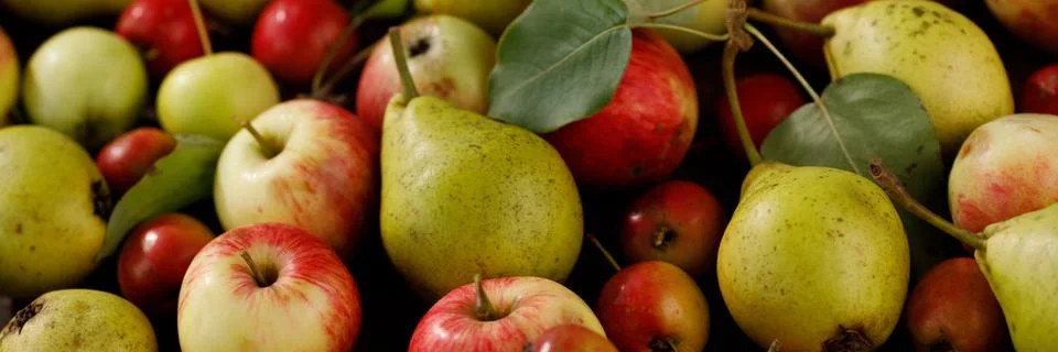Background from ripe juicy pears and apples for your design. Close-up. Harves Stock Photos