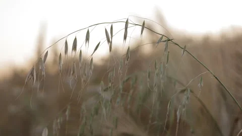 Background. Ripe oat spikelets swing in the easy wind against the sunset sky. Stock-Footage 113790884