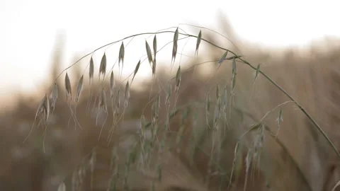 Background. Ripe oat spikelets swing in the easy wind against the sunset sky. Video stock 113790990