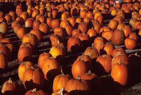 Background of ripe pumpkins in the fall Stock Photos