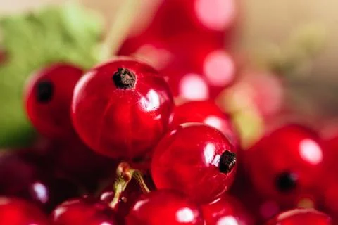 Background of Ripe Red Currant. Stock Photos