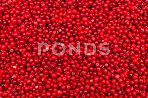 Background of ripe red lingonberry (cowberry, partridgeberry) Stock Photos