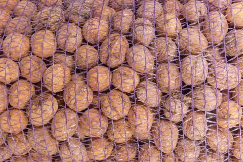 Background of ripe walnuts in the plastic mesh bag Stock Photos