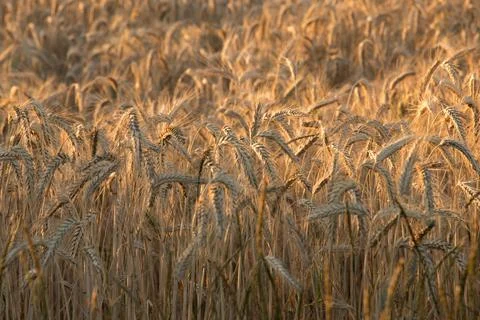 Background ripe wheat ears of wheat field and sunlight. selective focus. Stock Photos