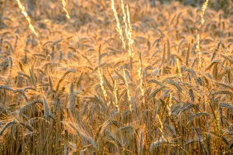 Background ripe wheat ears of wheat field and sunlight. selective focus. fiel Stock Photos