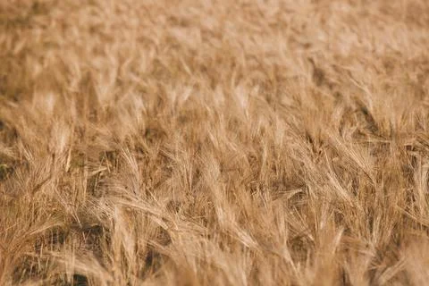 Background of ripe wheat spikelets Stock Photos