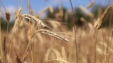 Background of ripening grain in a field Stock Footage 278204770