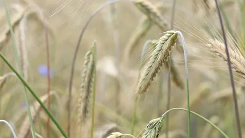 Background of ripening grain in a field. Harvest concept Stock Footage 278206341