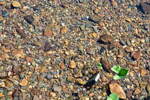 The background of the river bottom. Stock Photos