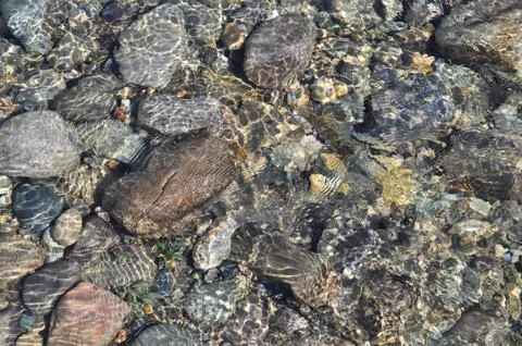 Background of river pebbles under the clear water. Stock Photos