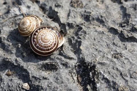 Background of the rock on which the shells lie Stockfoto's