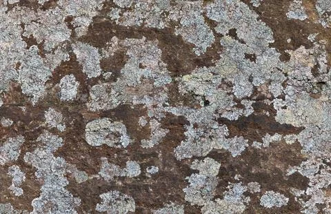 Background of rockface with multicoloured lichen attached Stock-Fotos