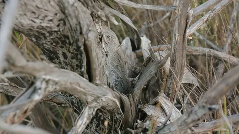 Background root dry wood Stock Footage 75811214